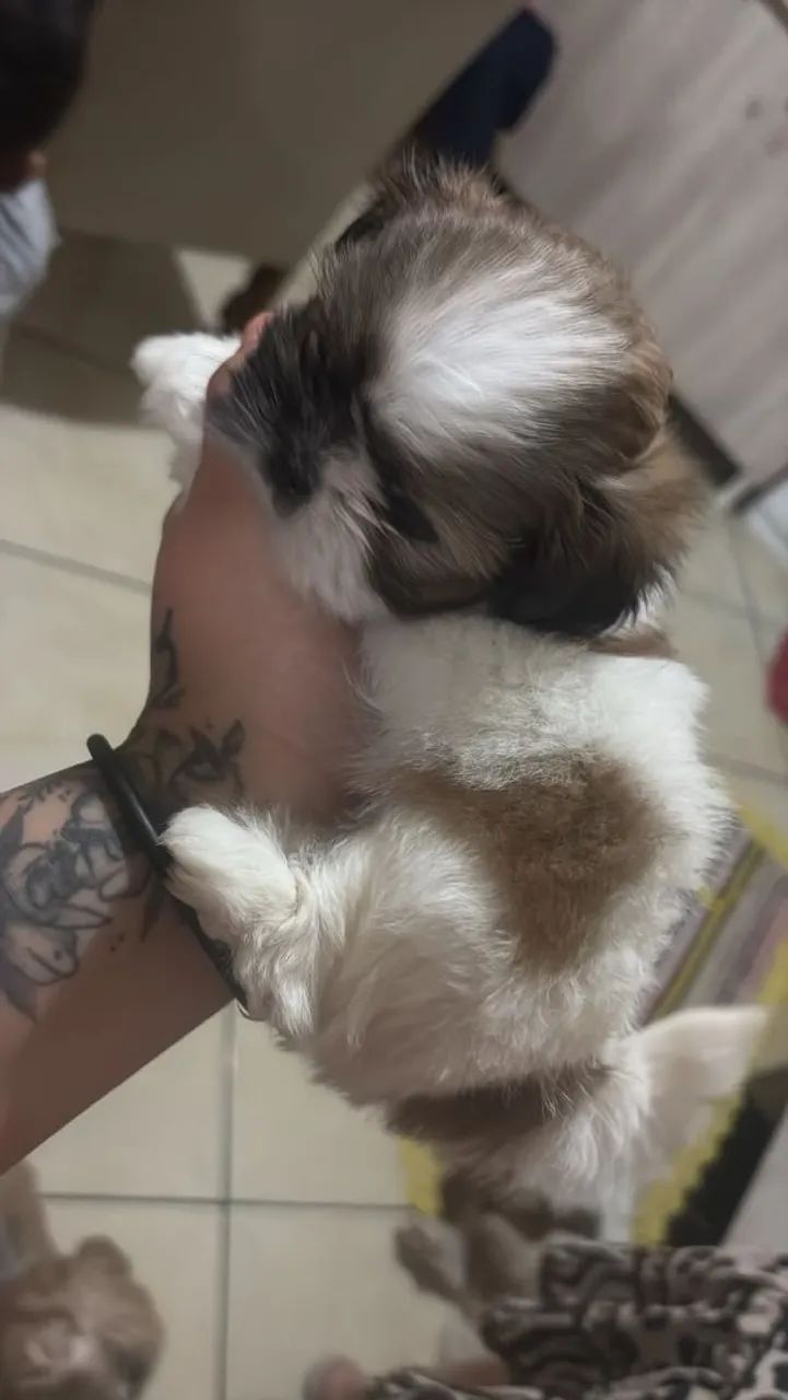 Shitzu 