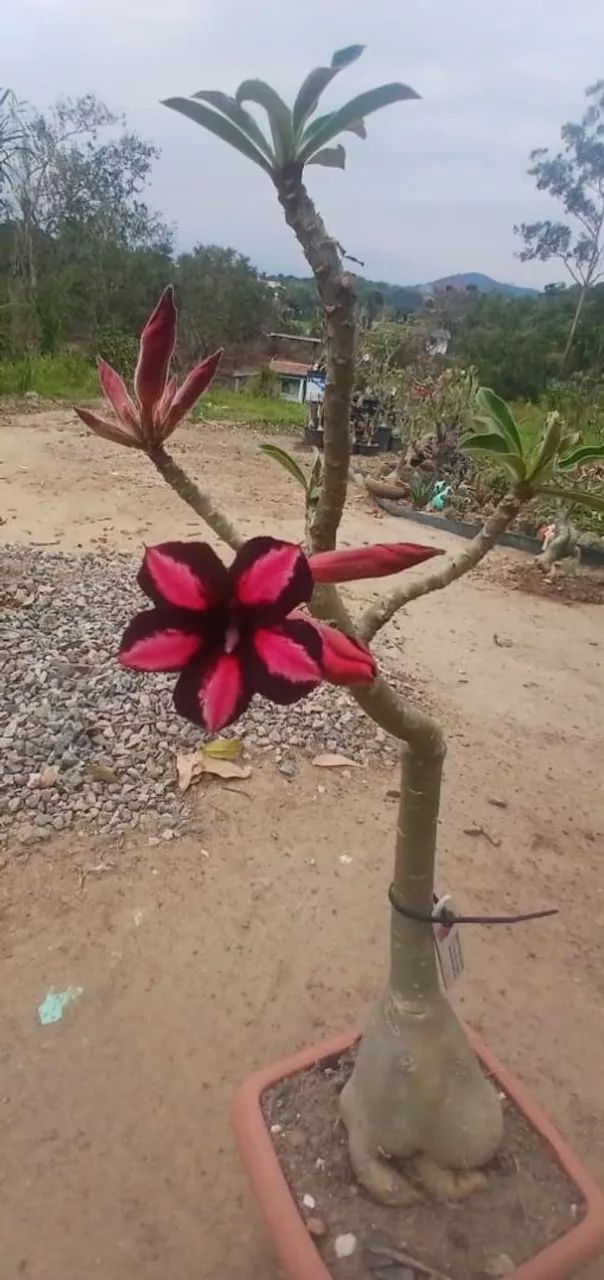 Rosas do deserto  - Foto 2