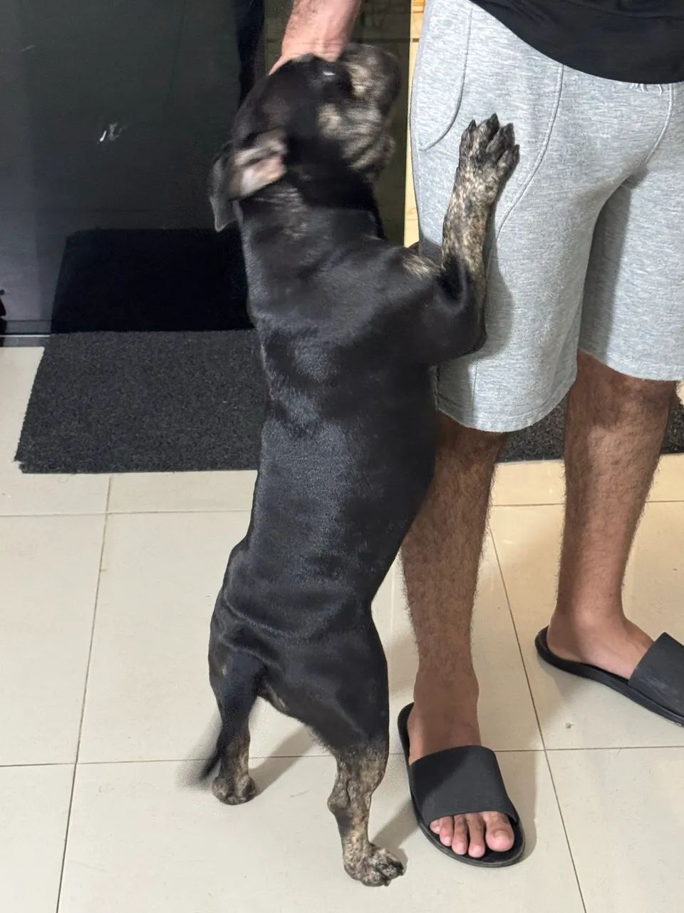 American bully micro - Foto 3