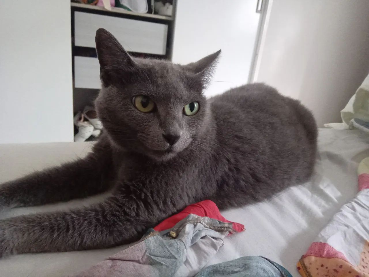 Gata castrada docil adocao - Foto 3
