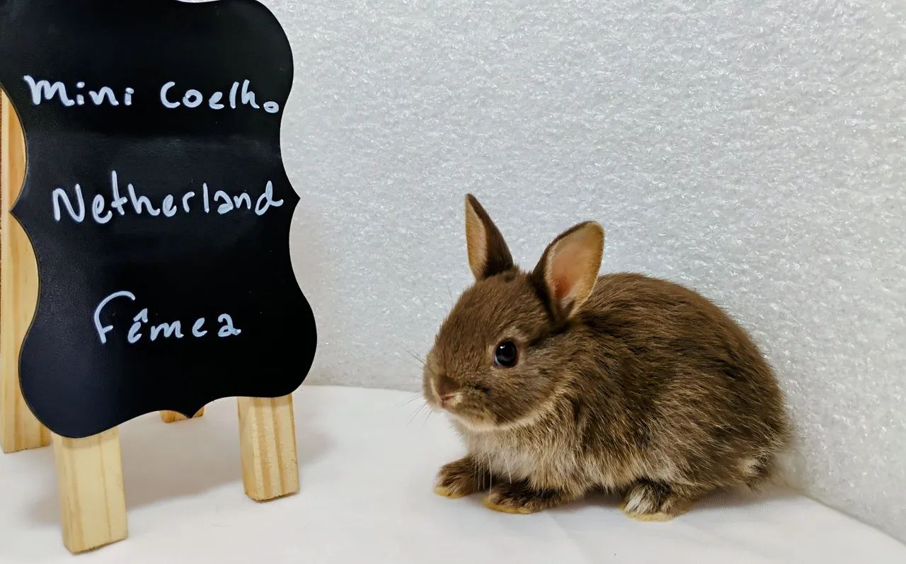 Mini Coelhos Netherland  - Foto 3
