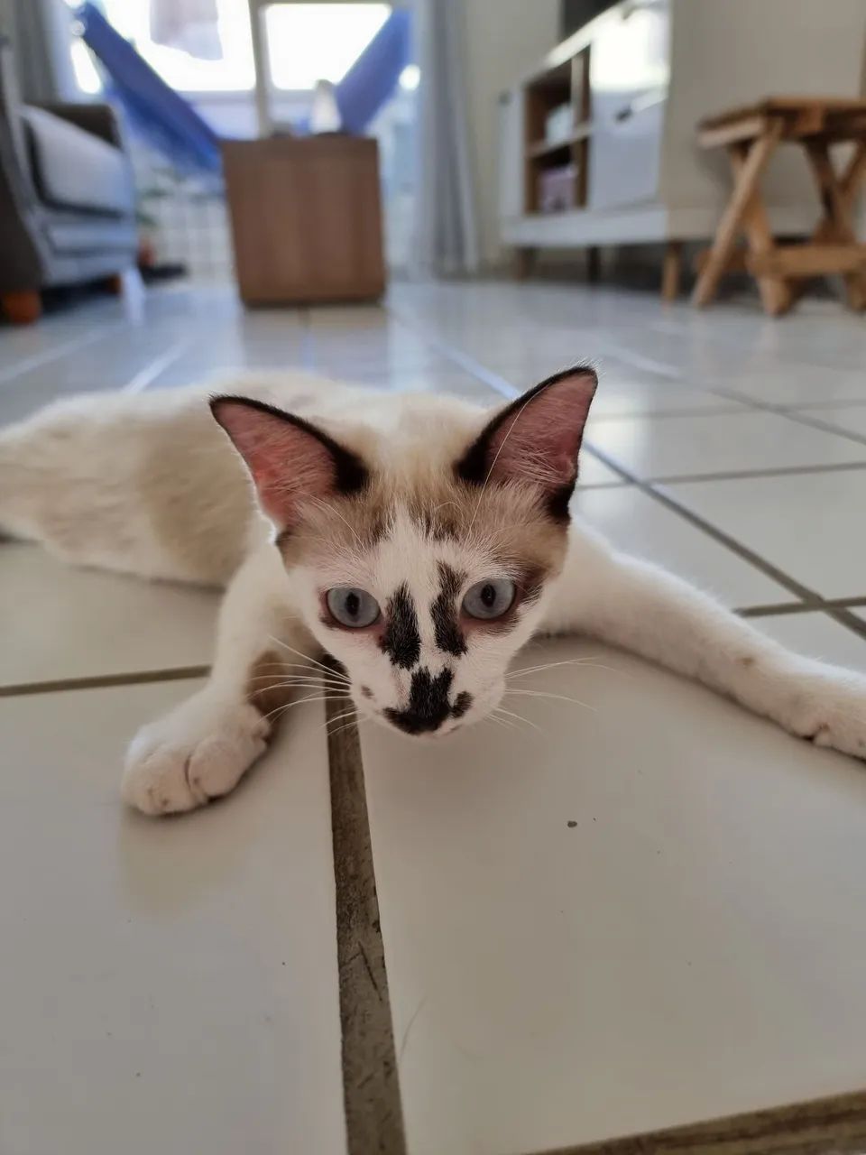 Gata para adoção - Tapioca - Foto 2