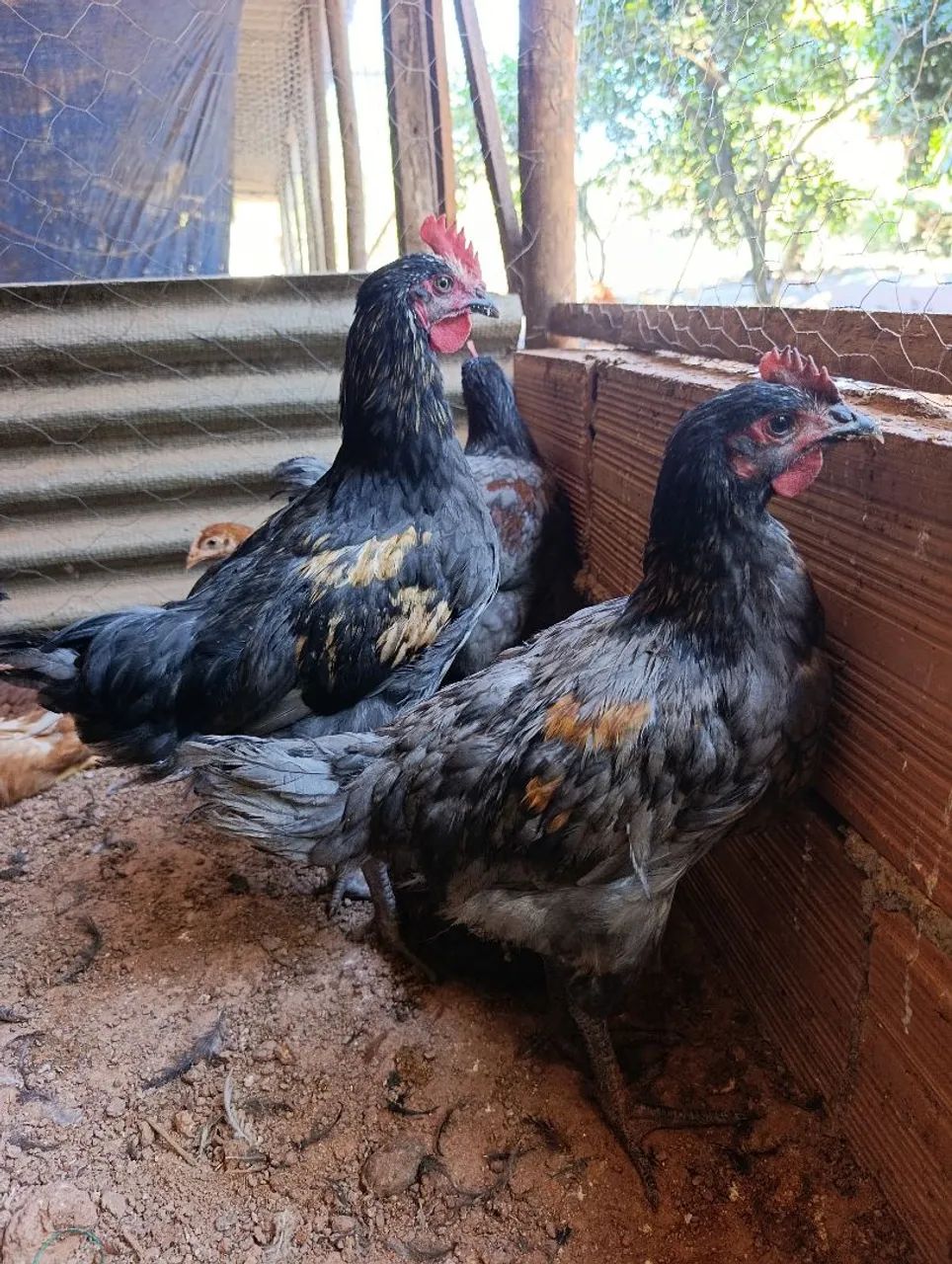 Galos e galarotes  - Foto 3