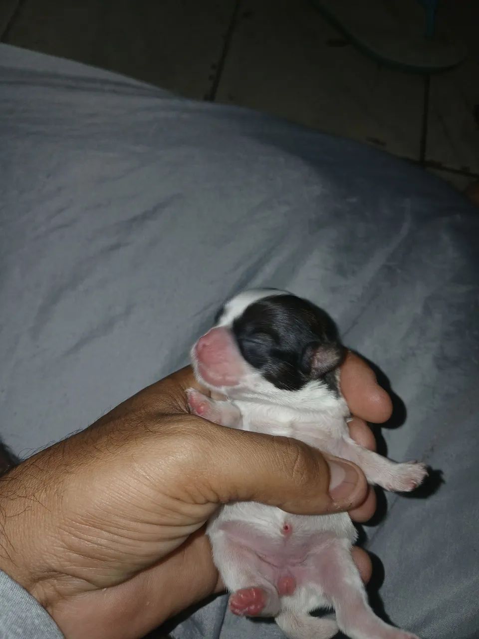 Cachorro  - Foto 4