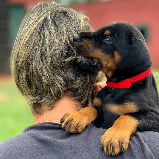 Doberman 