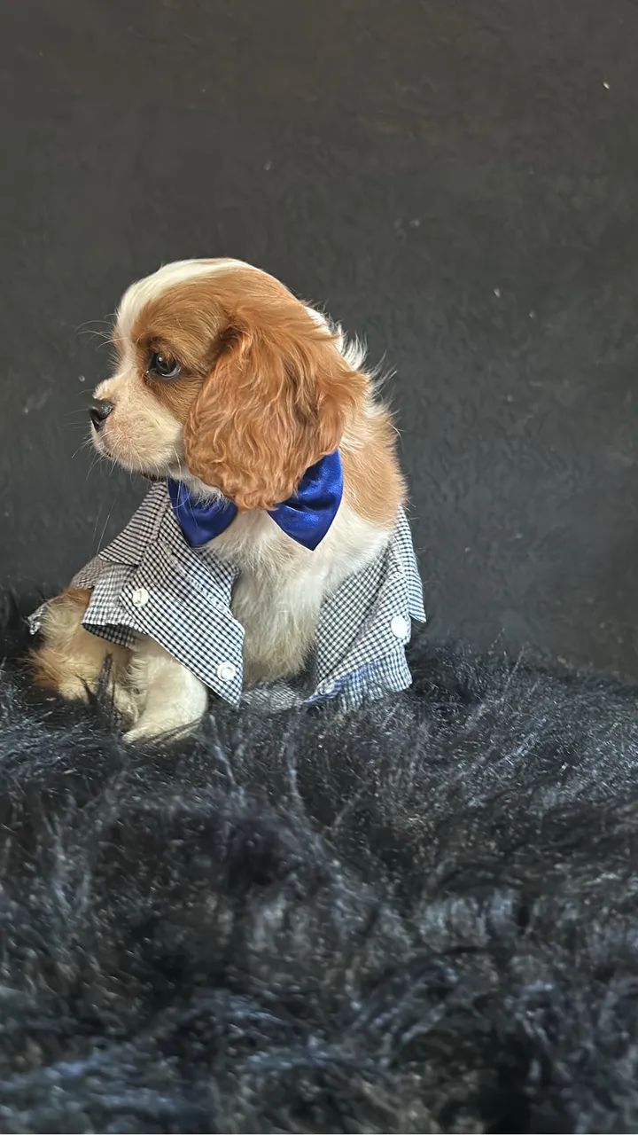 Cavalier king macho a pronta entrega - Foto 3