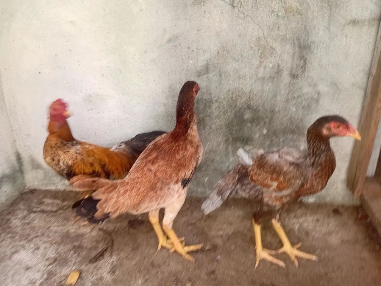 01 frango e 2 frangas caipira - Foto 3