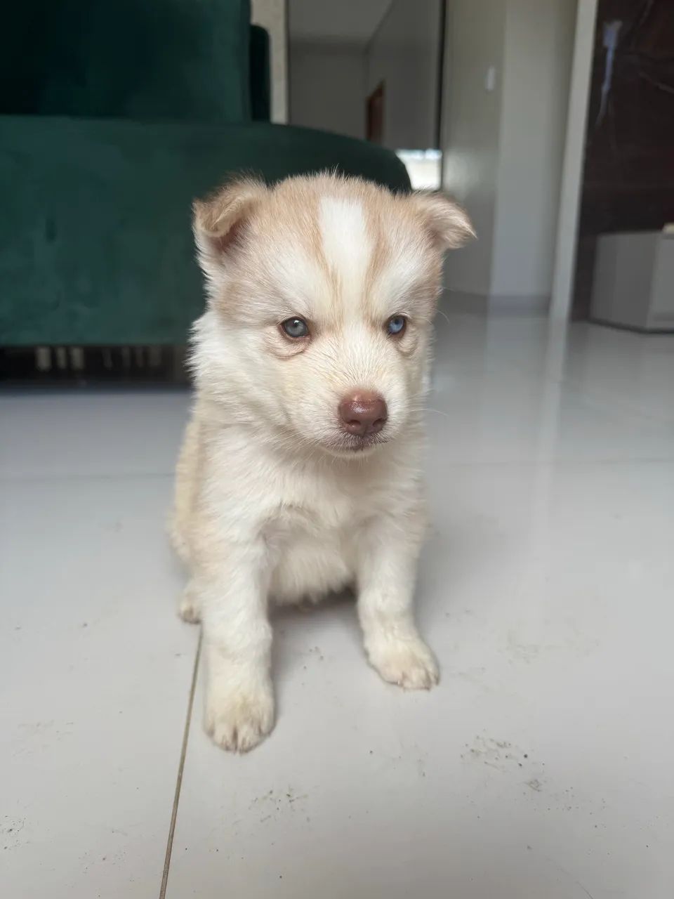 Filhotes de Husky Siberiano macho 45 dias - Foto 2