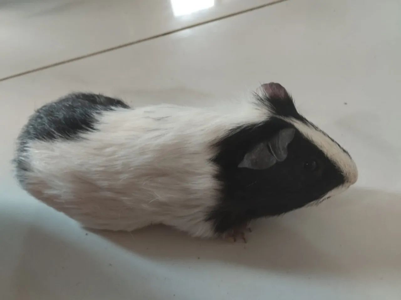 Porquinho da índia  - Foto 4