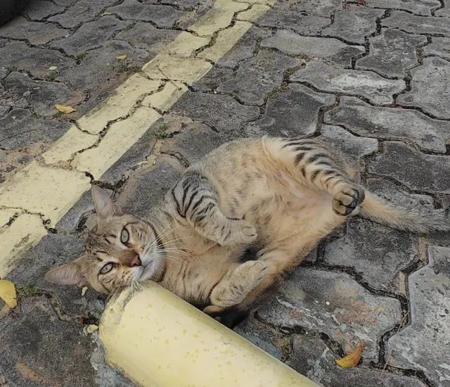 Gatinho abandonado, 6 meses, super dócil, FIV-FeLV negativo - Foto 6