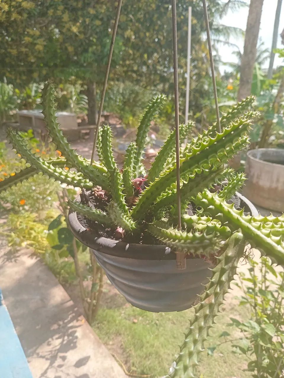 Plantas  - Foto 4