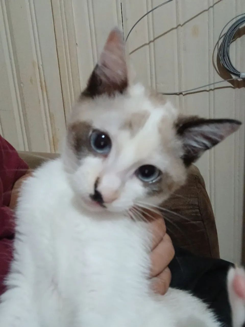 Gatinha linda - Foto 2