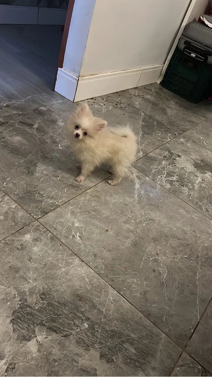Cachorro  - Foto 2
