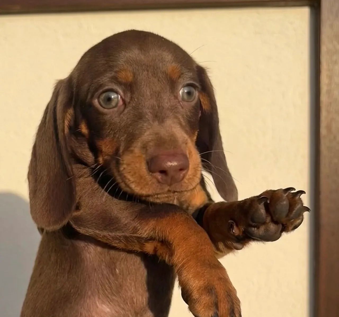 Dachshund macho  - Foto 2