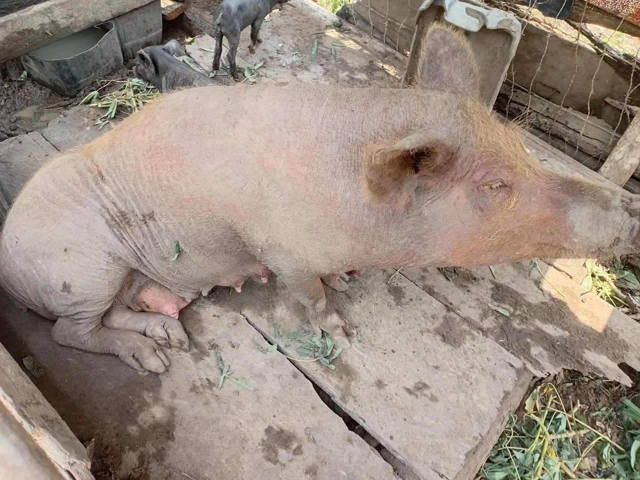 Vendemos porco ? ?  - Foto 4