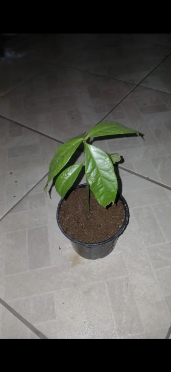 Muda de Jambo  - Foto 3