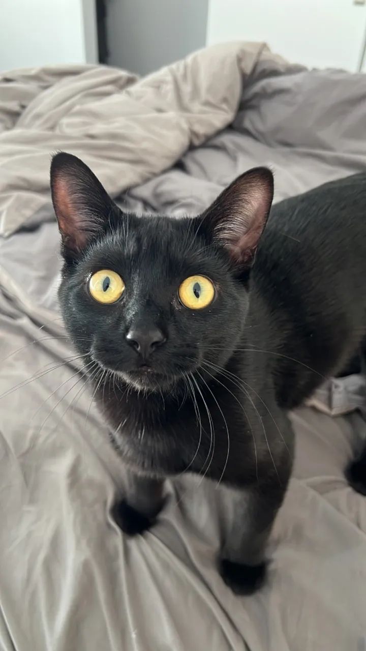 Gato - Foto 4