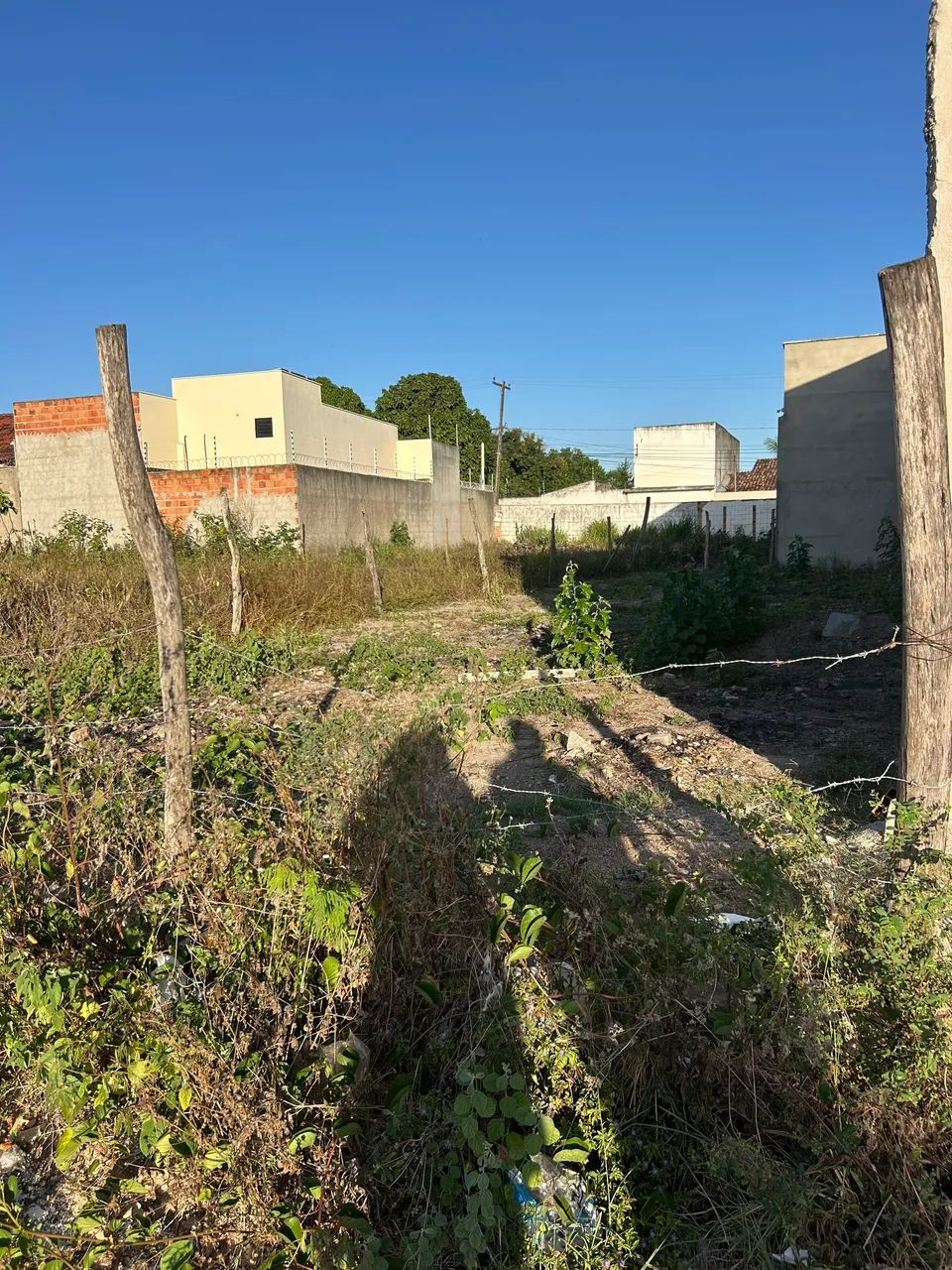 Foto - Arapiraca - Canafístula