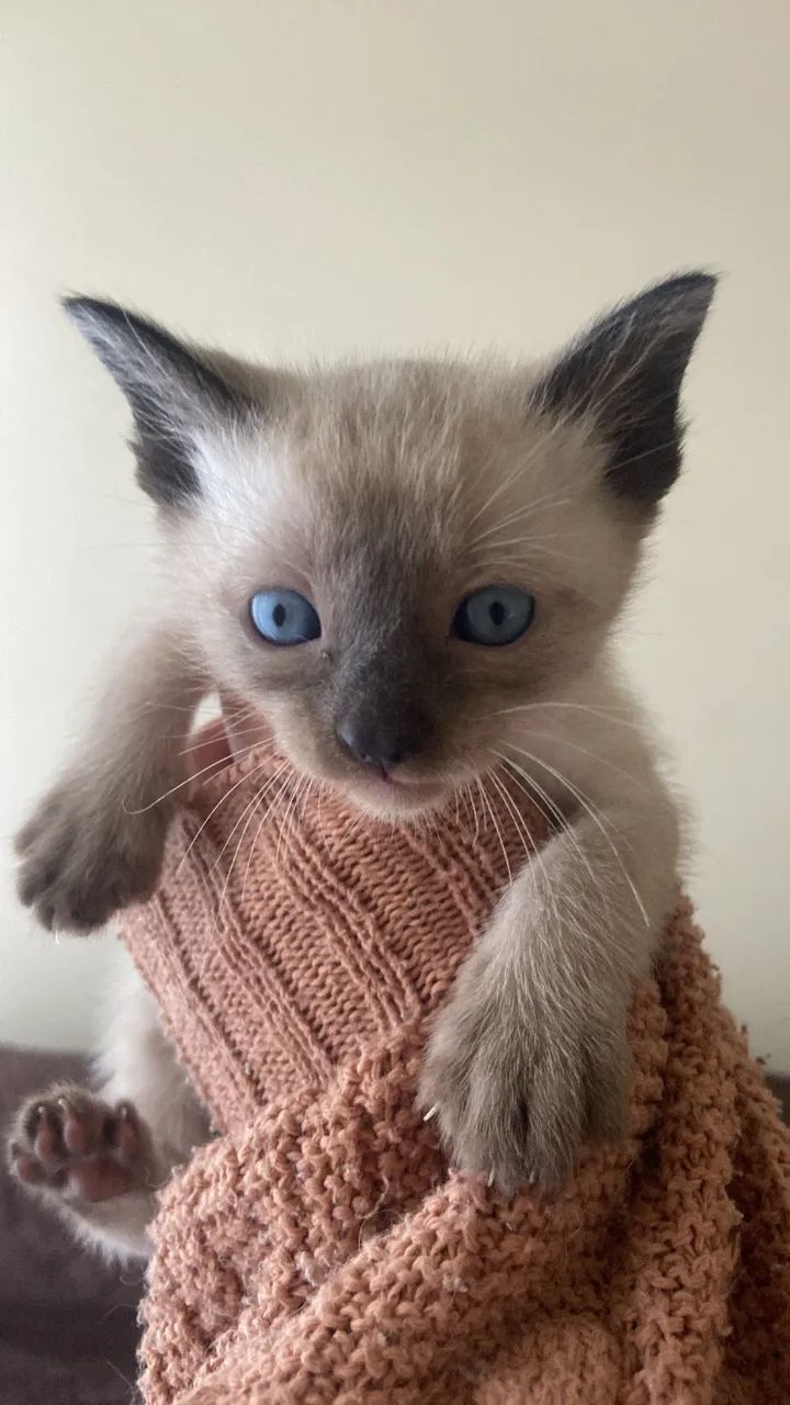 Adoção responsável de pequenos gatinhos - Foto 5
