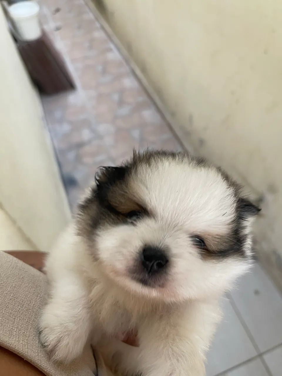 Cachorro - Foto 3