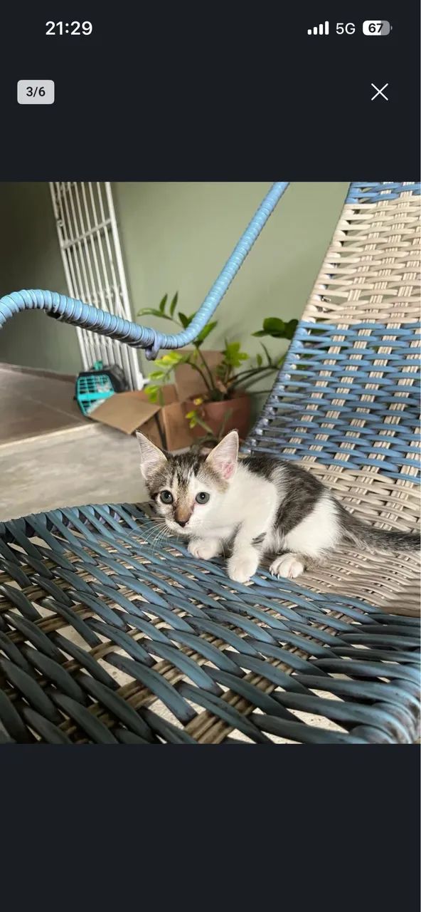 Gatos para doação - Foto 4