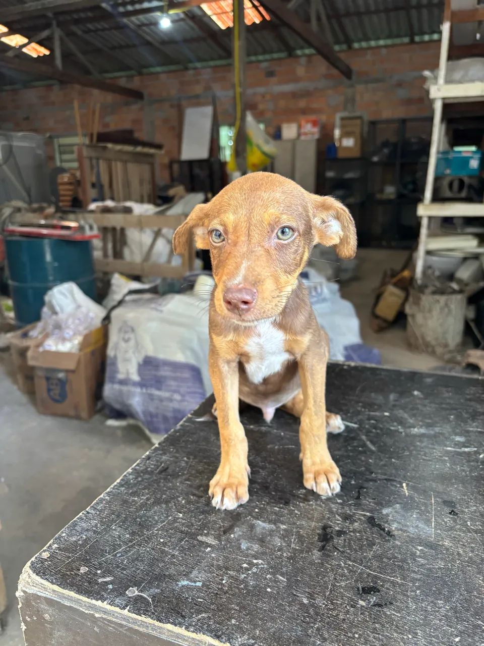 Cachorro macho para adoção  - Foto 4