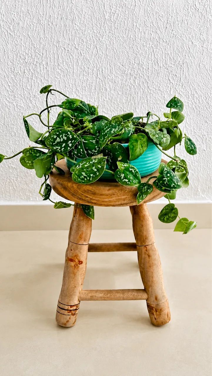 Vendo Plantas Pendentes 2  - Foto 3