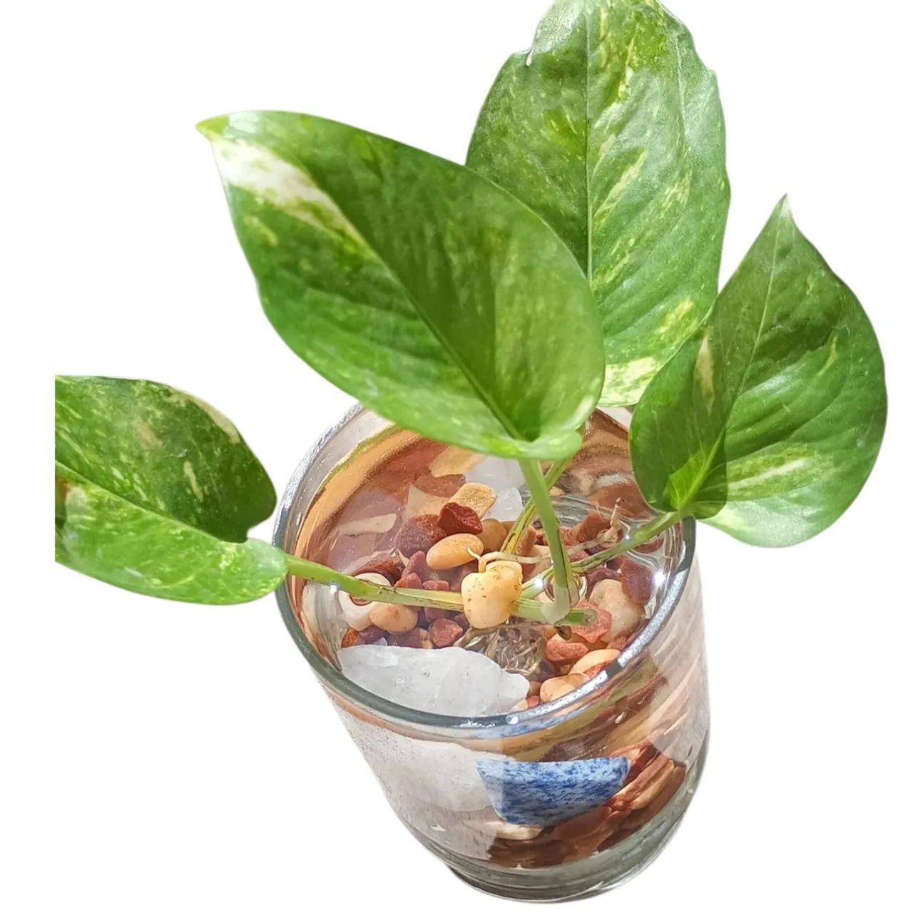 Vaso Decorativo Jiboia & Cristais
