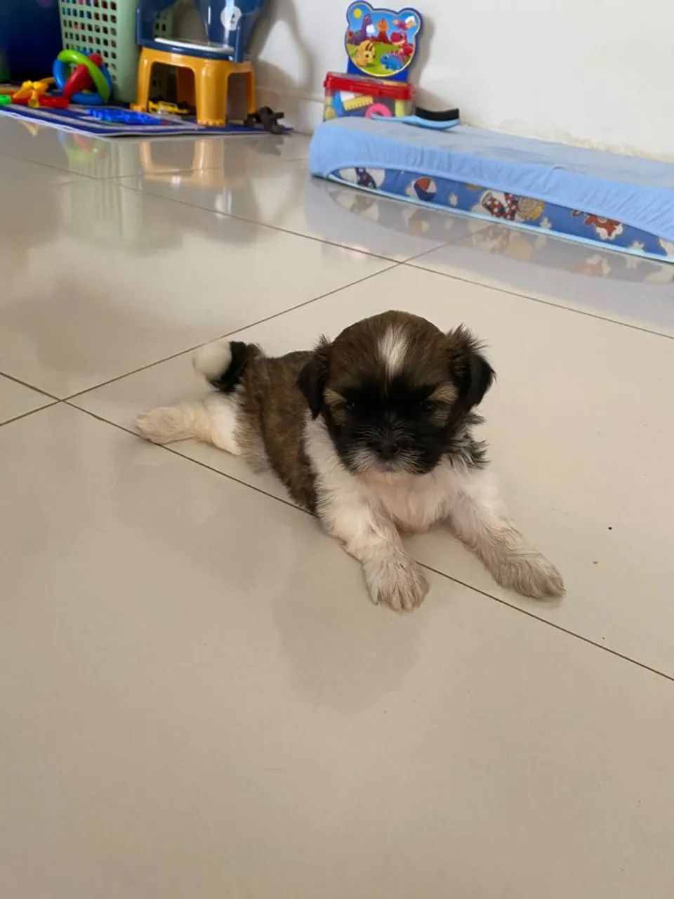 Cachorro Shitsu Macho