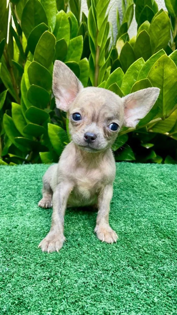 Chihuahua Macho  - Foto 2