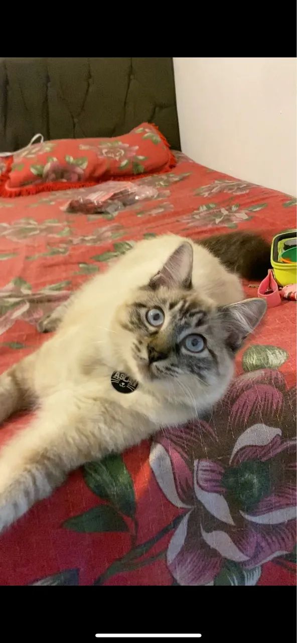Ragdoll macho 9 meses 