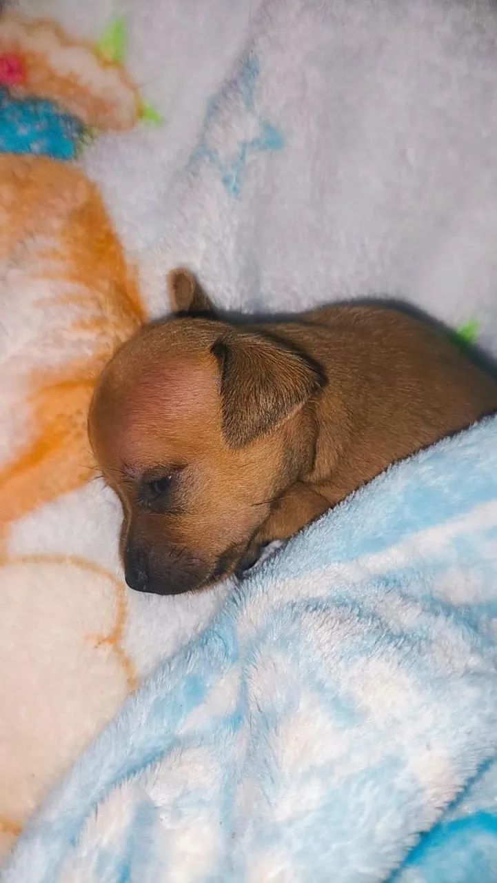 Pinscher  - Foto 2