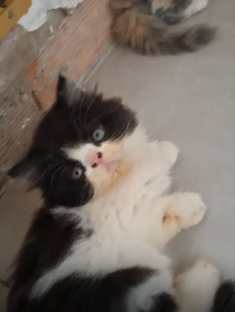 Gato - Foto 2