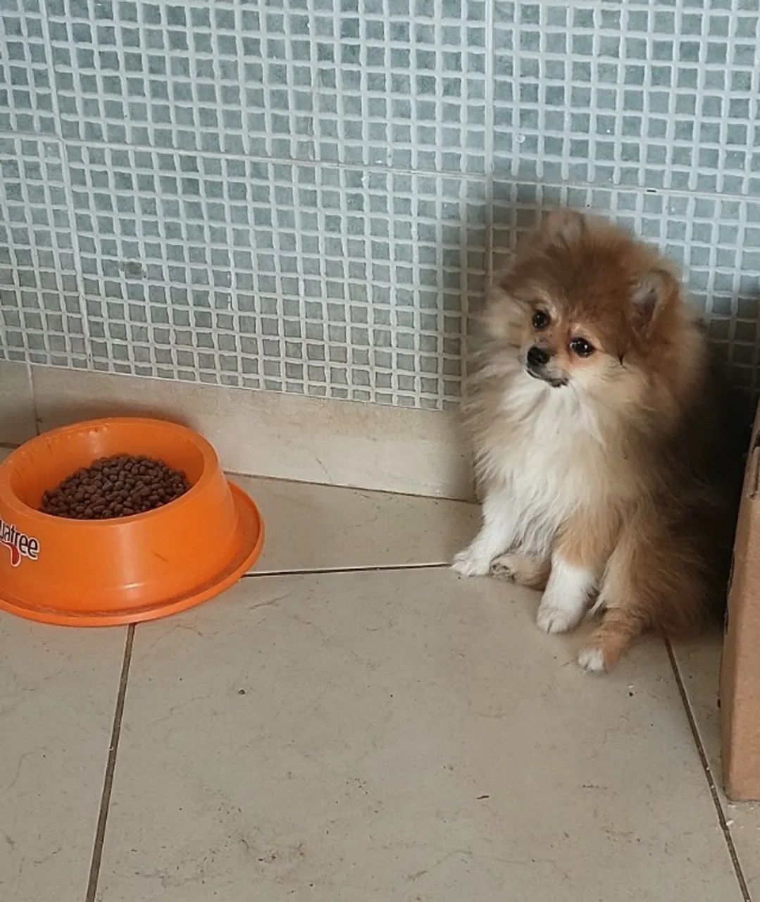 Spitz alemão mini puppy  - Foto 3