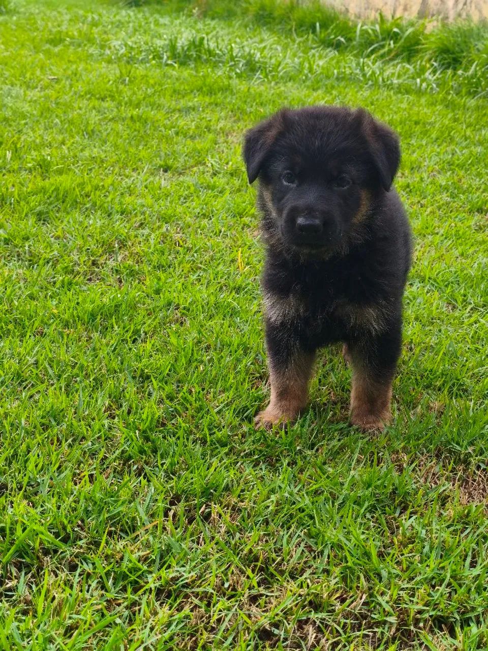 Filho De Pastor Alemão  - Foto 4