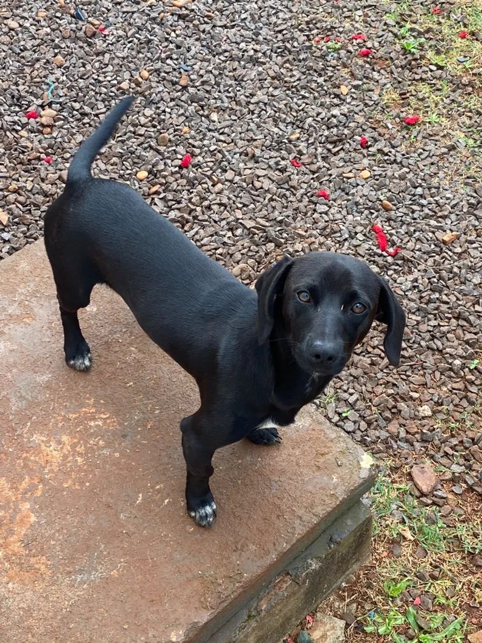Doação de cachorro - Foto 4