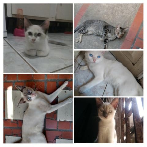 Gatinhos para adoção - Foto 2