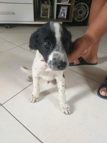 Doação de cachorrinhos - Foto 2