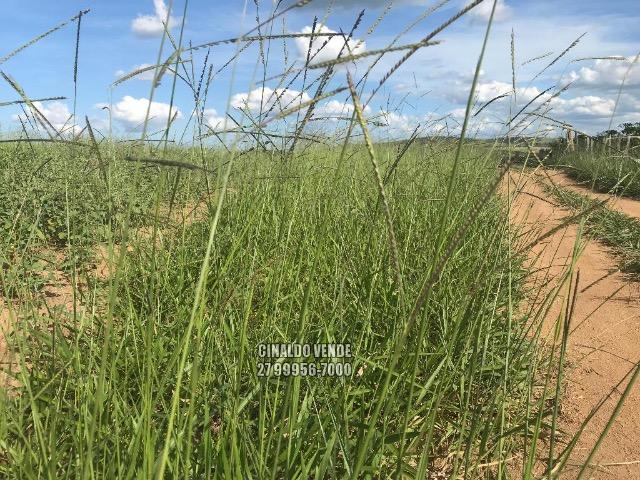 Fazenda em Nova Venécia ES com 25 alqueires (121 hectares) - Foto 13