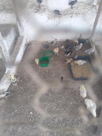 Pintos - Foto 4