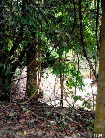 Chácara urbana 2.400 m2 - escriturada - 5 minutos Centro - Foto 6