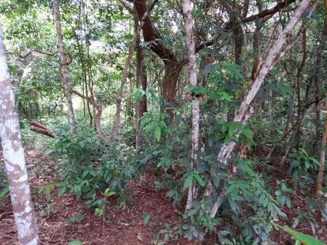Chácara na beira do Rio Pirapitinga - Negócio de Oportunidade! - Foto 2