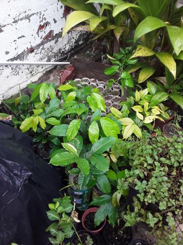Mudas de plantas - Foto 3