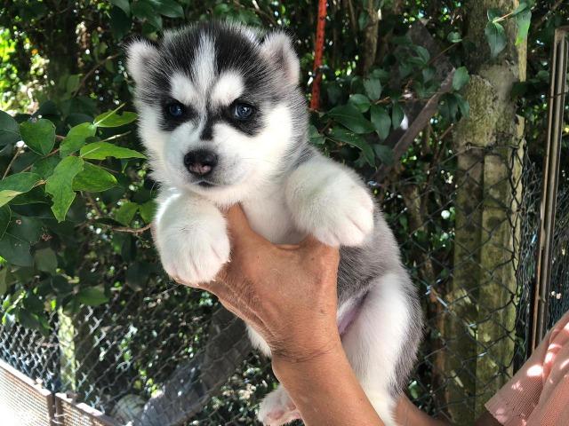 Bebês lindos de husky à venda