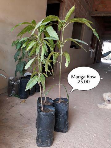 Mudas frutiferas variadas - Foto 3