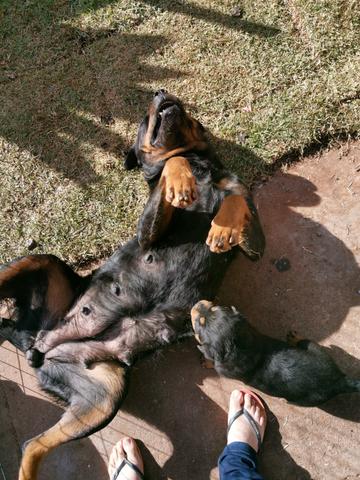 Filhotes de Rottweiler Fêmea - Foto 4