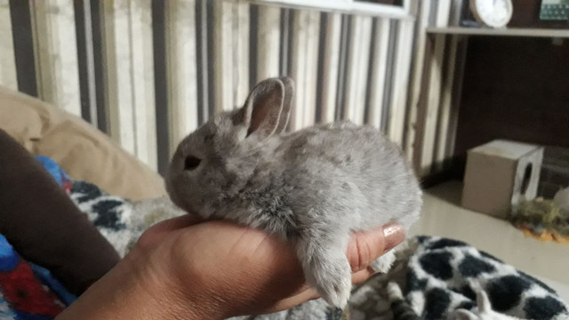 Netherland Dwarf - Foto 4