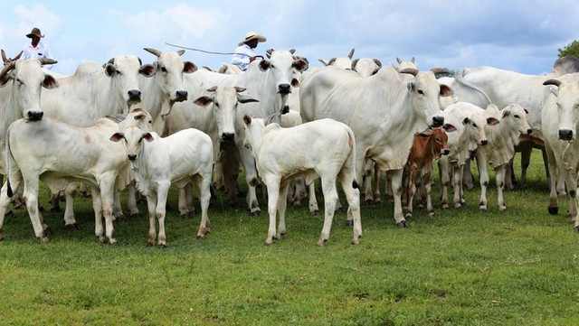 Vendo boi parcelado no carnê, para quem não tem pasto para engordar - Foto 2
