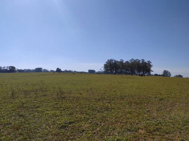 Velleda oferece linda fazenda 70 hectares 10 km da RS-040, aproveita 100% - Foto 2