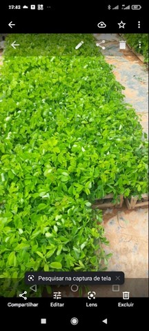 Cerca viva sansao do campo - Foto 4